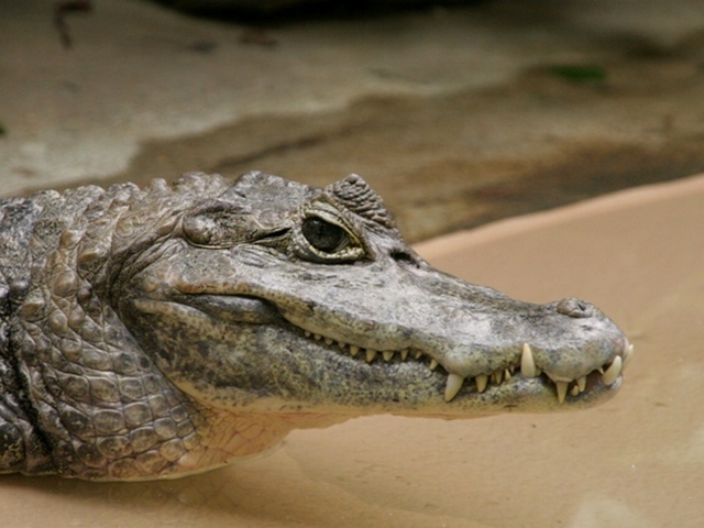 Все о крокодилах в Теберде | ЗооТом портал о животных