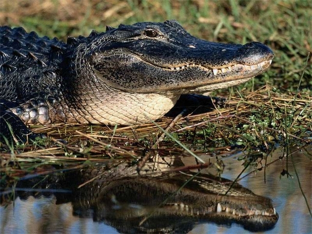Породы крокодилов в Теберде | ЗооТом портал о животных