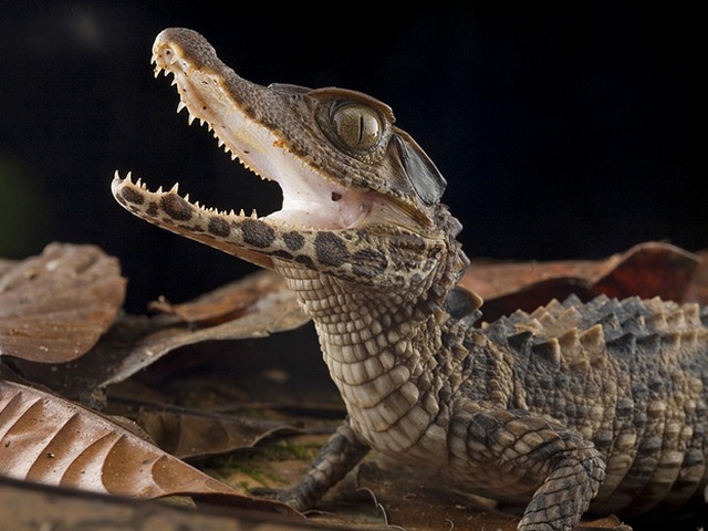 Содержание крокодилов и уход за ними в Теберде | ЗооТом портал о животных