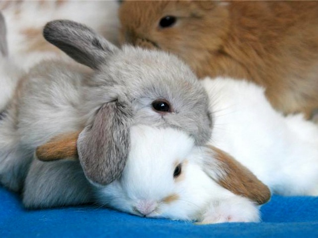 Статьи о кроликах в Теберде | ЗооТом портал о животных