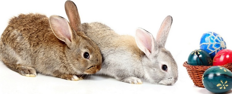 Все о кроликах в Теберде | ЗооТом портал о животных