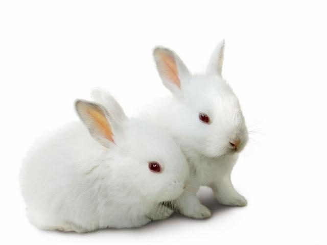 Все о кроликах в Теберде | ЗооТом портал о животных