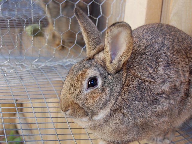 Содержание кроликов и уход за ними в Теберде | ЗооТом портал о животных