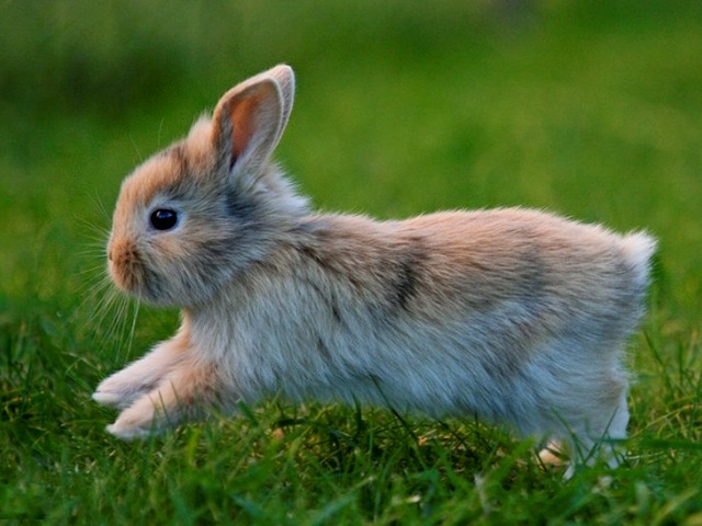 Статьи о кроликах в Теберде | ЗооТом портал о животных