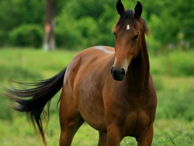 Содержание лошадей и уход за ними в Теберде | ЗооТом портал о животных