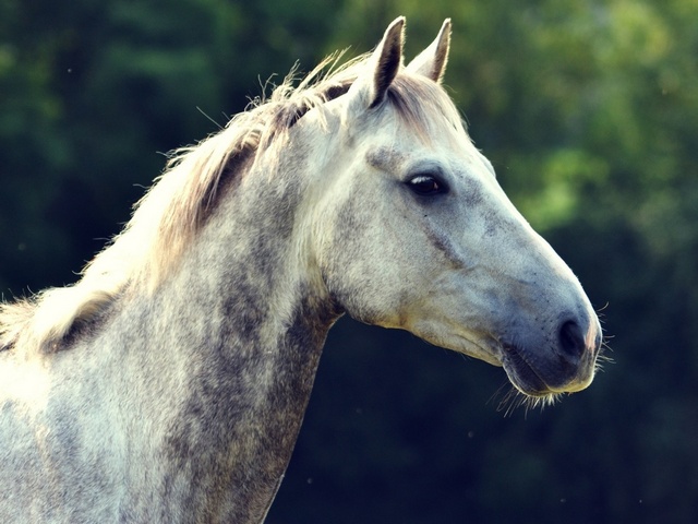 Уход за лошадьми в Теберде | ЗооТом портал о животных