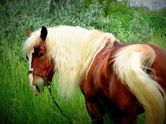 Породы лошадей в Теберде | ЗооТом портал о животных