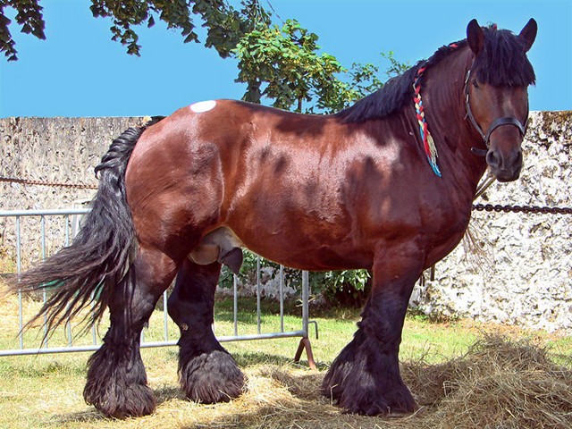 Породы лошадей в Теберде | ЗооТом портал о животных