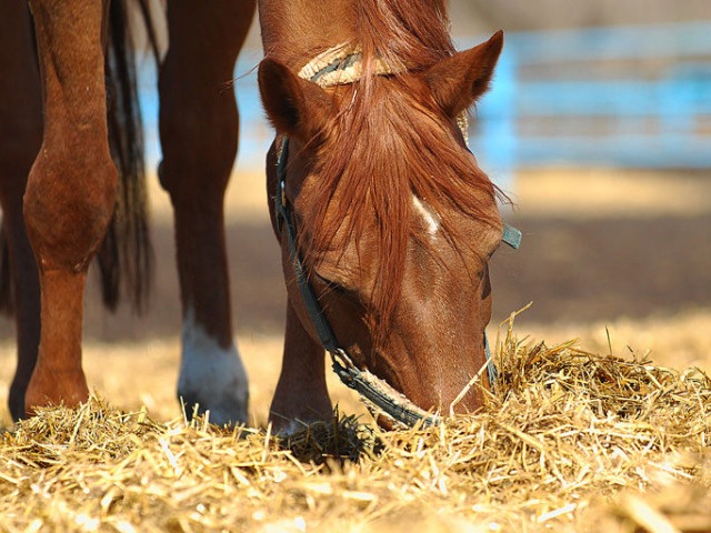 Содержание лошадей в Теберде | ЗооТом портал о животных