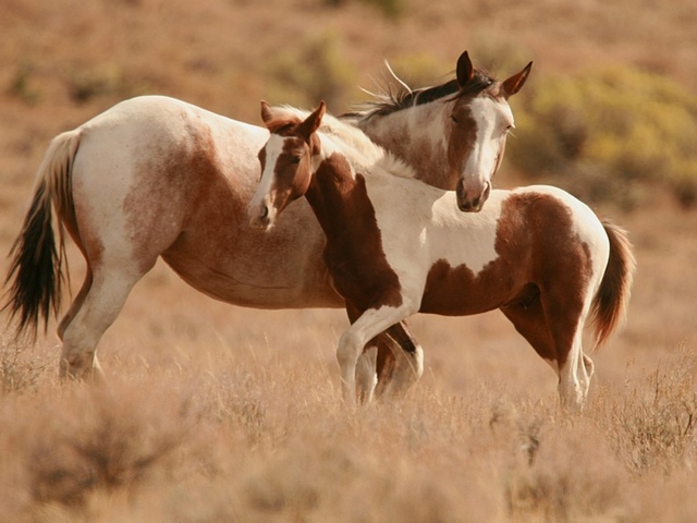 Интересные факты лошадях в Теберде | ЗооТом портал о животных