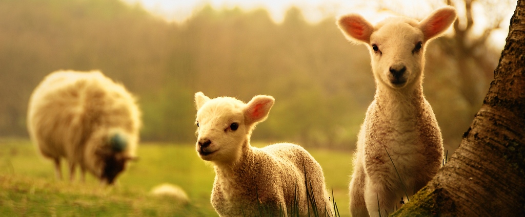 Объявления о сельскохозяйственных животных | ЗооТом - продажа, вязка и услуги для животных в Теберде