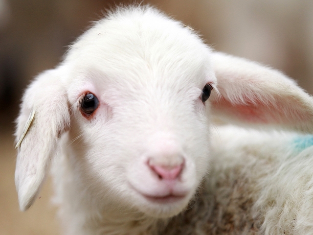 Овцы и бараны в Теберде | ЗооТом портал о животных