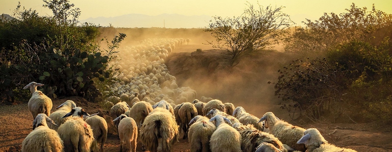 Все об овцах в Теберде | ЗооТом портал о животных