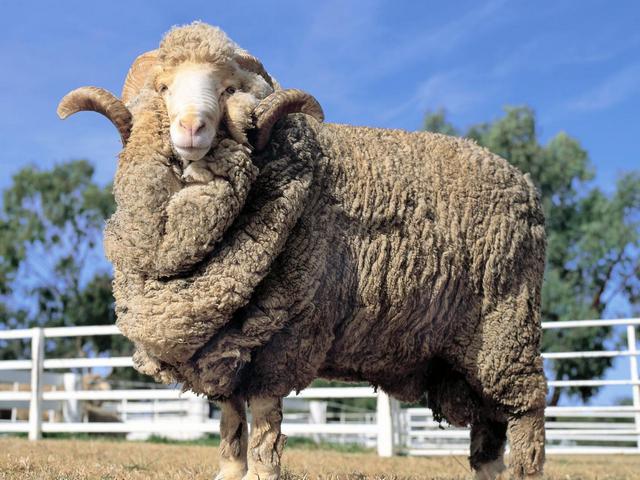 Породы овец в Теберде | ЗооТом портал о животных