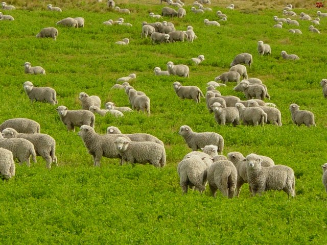 Содержание овец и уход за ними в Теберде | ЗооТом портал о животных