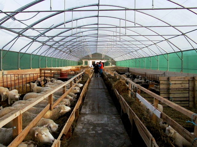 Содержание овец и уход за ними в Теберде | ЗооТом портал о животных