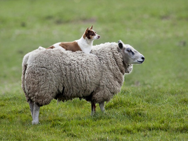 Все об овцах в Теберде | ЗооТом портал о животных