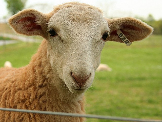 Статьи об овцах в Теберде | ЗооТом портал о животных