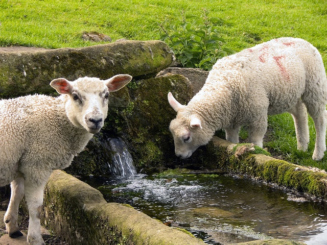 Статьи об овцах в Теберде | ЗооТом портал о животных