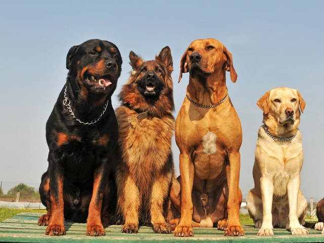 Крупные породы собак в Теберде | ЗооТом портал о животных