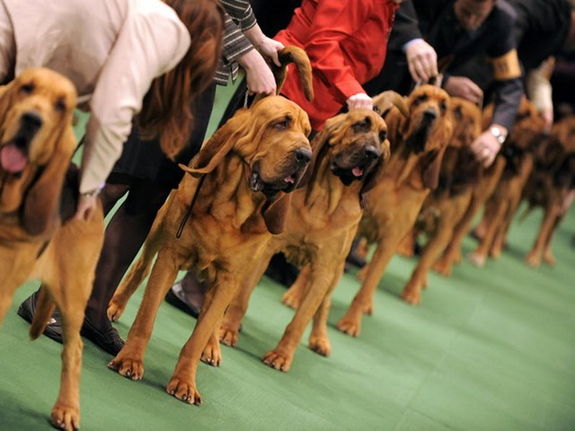 Выставки собак в Теберде