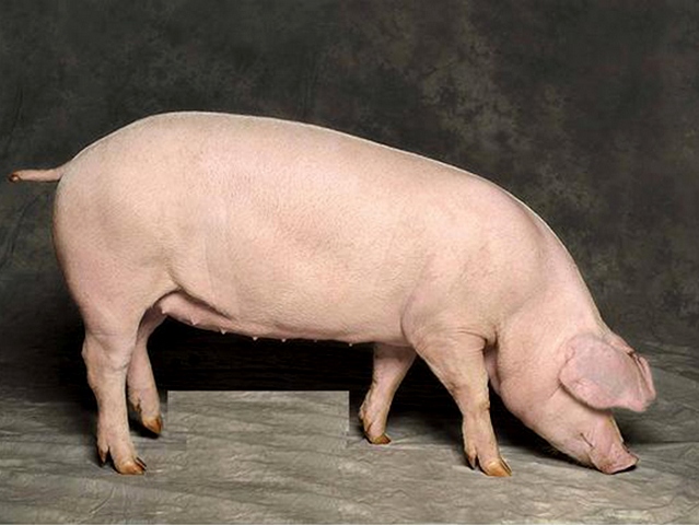 Породы свиней в Теберде | ЗооТом портал о животных