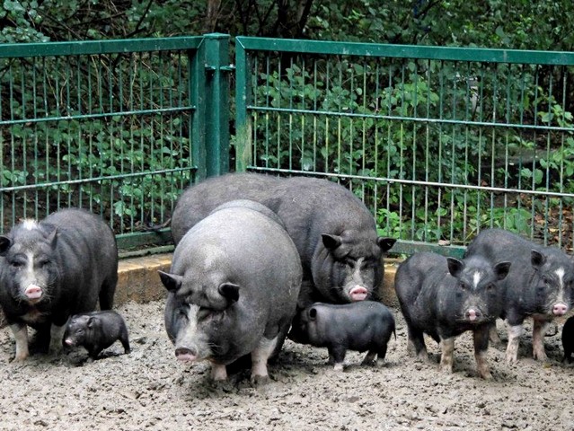 Содержание свиней и уход за ними в Теберде | ЗооТом портал о животных