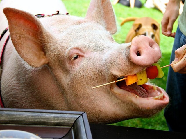 Статьи о свиньях в Теберде | ЗооТом портал о животных