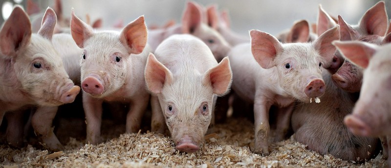 Все о свиньях в Теберде | ЗооТом портал о животных
