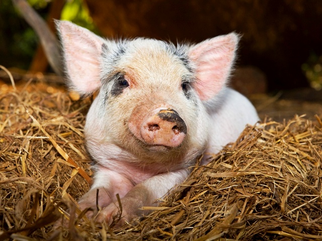 Все о свиньях в Теберде | ЗооТом портал о животных