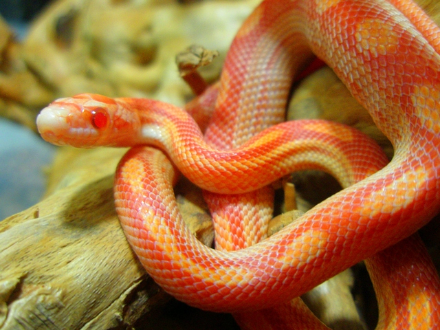 Содержание змей и уход за ними в Теберде | ЗооТом портал о животных