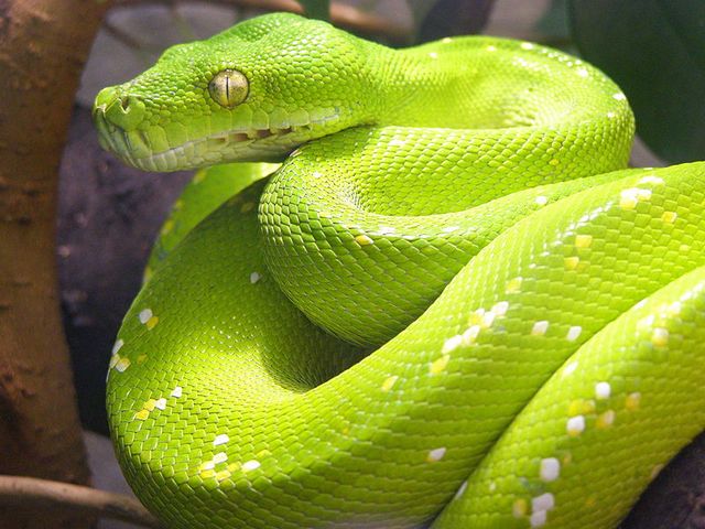 Содержание змей и уход за ними в Теберде | ЗооТом портал о животных