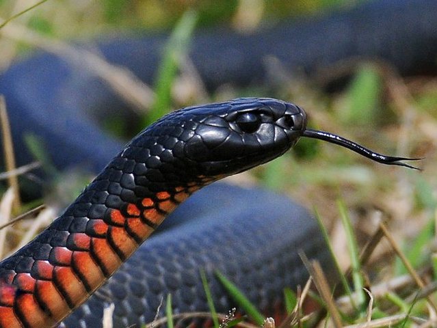 Все о змеях в Теберде | ЗооТом портал о животных