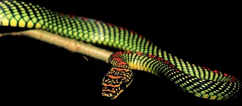 Все о змеях в Теберде | ЗооТом портал о животных